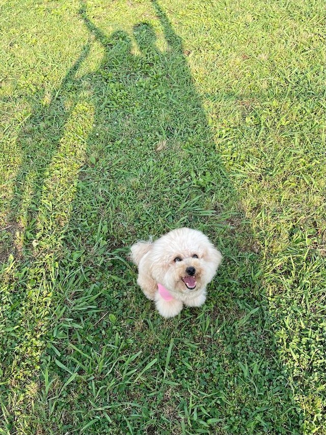 飼い主さんご夫妻と一緒に学ぶトレーニング、これからも頑張ってね（画像提供：ポテチやでさん @potechi_yade）