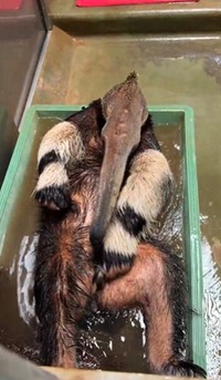 オオアリクイの豪快な水浴び風景が話題（よこはま動物園ズーラシア公式Xより）