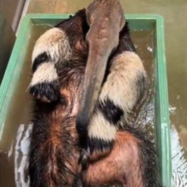 オオアリクイの豪快な水浴び風景が話題（よこはま動物園ズーラシア公式Xより）