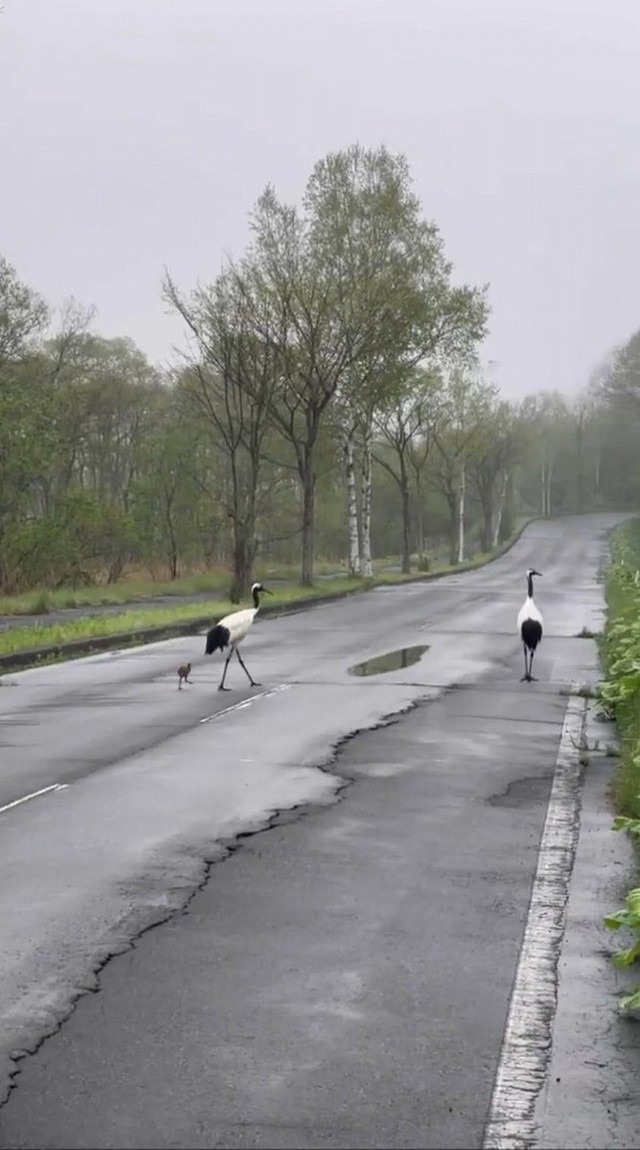 タンチョウの家族の静謐で美しい情景を映した動画が話題に（画像提供：Kohei NAGIRA | 柳楽 航平さん ※動画よりキャプチャ）