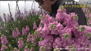 ストックの花　出荷始まる　花の色豊富で甘い香り　宮城・涌谷町
