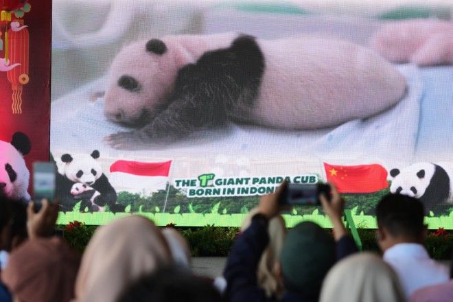 Indonesia’s panda cub Rio thriving 40 days after birth | The Asahi ...