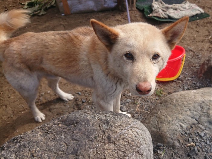 Befor「ともや」保護時。うつろなのか不安なのか、悲しげな目