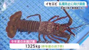 イセエビが豊漁の宮城・志津川湾　資源保護のため生息調査