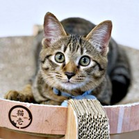 爪研ぎタワー上でくつろぐれんれんくん（画像提供：キジあにゃさん）