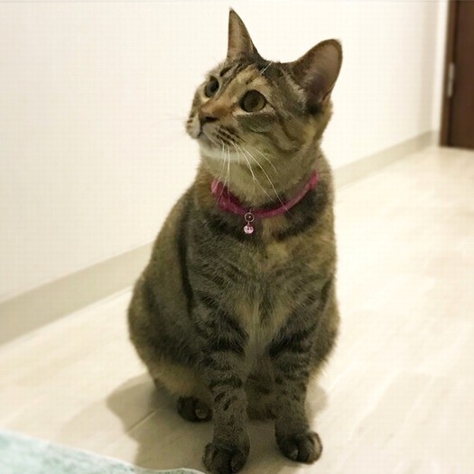 おすまししてオスワリ