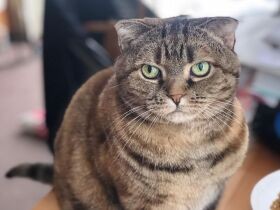 腎不全で生死をさまよったスコ「ドルチェ」　娘の語りかけに応えるように、奇跡の回復