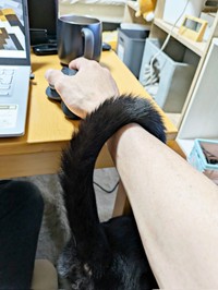 パソコンに向かうパパの右腕にしっぽを巻きつけるもなかくん（画像提供：豆大福・もなかの甘々生活さん）
