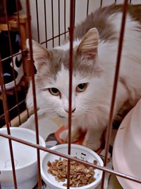 無事に保護。ご飯を食べるメルくん（画像提供：レオとむぎさん）