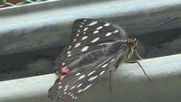 小豆島の小学生がオオムラサキ観察　さなぎを触って「ブルブルした」　香川
