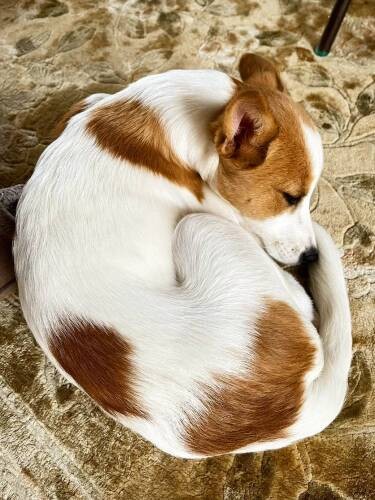 丸くなって寝ることが多かったトライアルのころ。体が小さく耳も垂れていた（団野健さん提供）