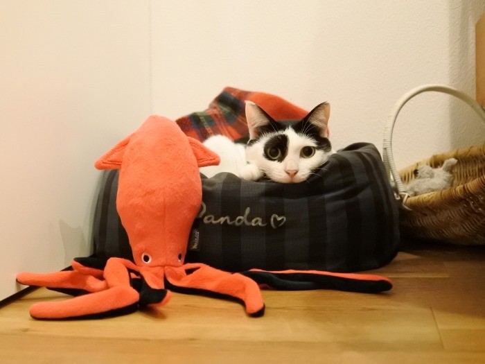 可愛い表情、じつは出張から戻ったところを見ているそう（mimoeさん提供）