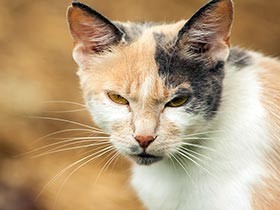 他人の猫を虐待死させた被告に有罪判決　求刑より重い量刑に