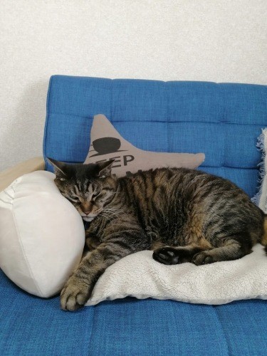 リビングのソファでくつろぐトラ（信之さん提供）