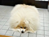 まるで「洗車機のでかいブラシ」！？ 飼い主さんの愛とユーモアあふれる投稿にクスッ（画像提供：妖（よう）さん） 