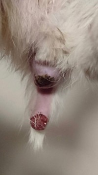 切り取られた痛々しい尻尾。誰が何のために行ったかは分かりません