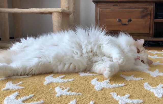 電池が切れる（？）とこんな風になっちゃいます=ぽてねのアポロさん（@Hachicotton）提供
