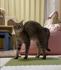 一瞬で戦闘モードに…何があった？＝とうふさん（@uratakaxx）提供