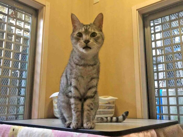 猫舎で過ごしていた猫