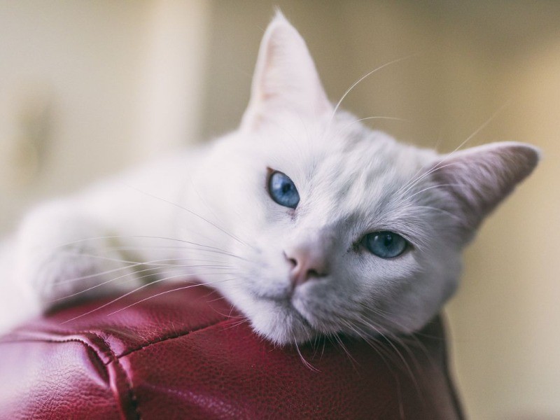 猫がけいれん おしっこが出ない 呼吸が荒い すぐ動物病院へ 犬 猫との幸せな暮らしのためのペット情報サイト Sippo