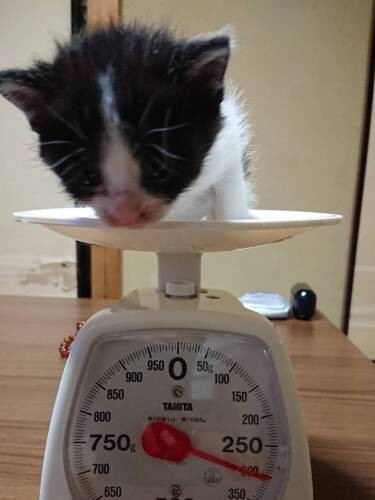 家にきて間もないホッピー（成田さん提供）