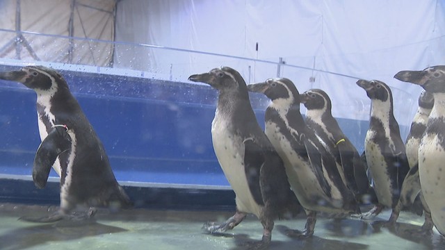 新屋島水族館からペンギンたちがお引越し　市場水族館が3日オープンへ　高松市中央卸売市場・旧青果棟