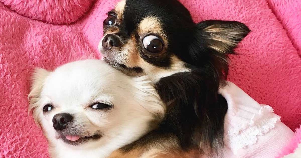 チワワのララ | ちいかわチワワ🐶🐶🐶#ちいかわ #ちいかわグッズ