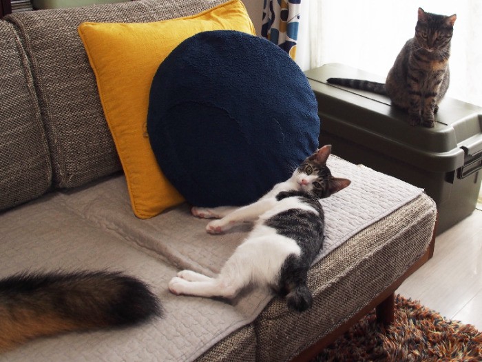 新入りクロは、まだジオのシッポ分の大きさ