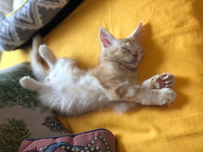 取材に訪れた日のそらくん。‟ヘソ天”でしばらく眠っていた