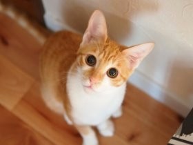 道に捨てられ、声をからしていた子猫　今は腕の中で喉をゴロゴロ