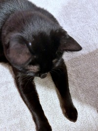 ハゲだったけれど、大事に至らず、飼い主さんを安心させてくれたさすけくん（画像提供：mさん）