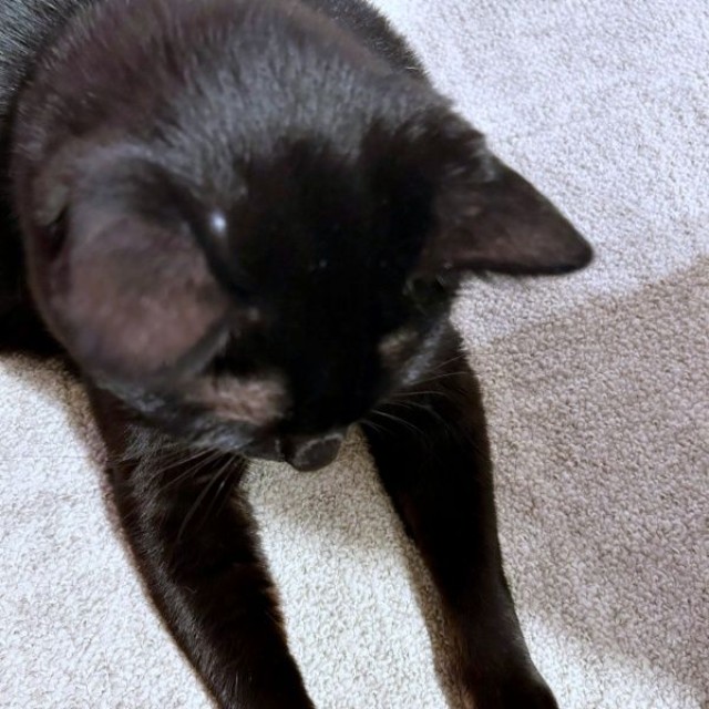 ハゲだったけれど、大事に至らず、飼い主さんを安心させてくれたさすけくん（画像提供：mさん）