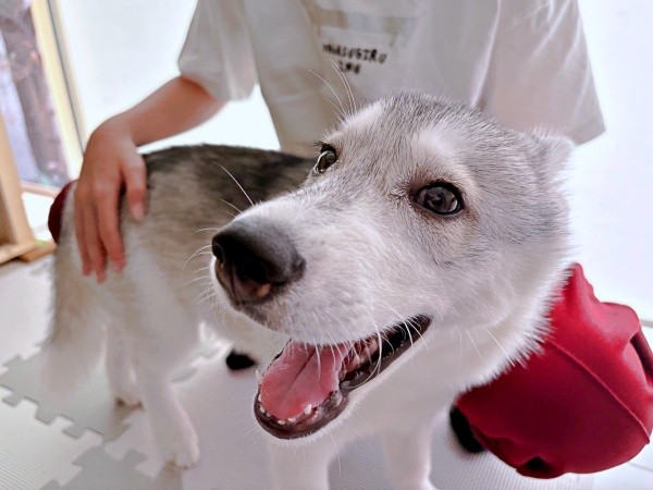 すくすくと成長中！ 笑顔がキュートなやちよちゃん（画像提供：やちよ Huskyさん）