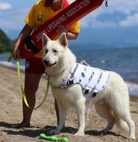 水難救助のトレーニングも頑張っているコアくん（画像提供：Rookieさん @kainehenalu）