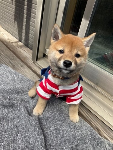 家にきたころの「ぽち丸」