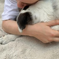 ビリー・アイリッシュが愛犬の死をインスタグラムに投稿