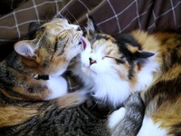 チョモちゃんを舐めるタンモちゃん（画像提供：ねこねこ空港さん）