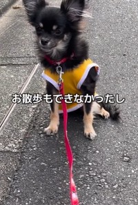 ビビりでお散歩もできなかったという（「わんグルメ旅｜ちまき」さん提供、Instagramよりキャプチャ撮影）