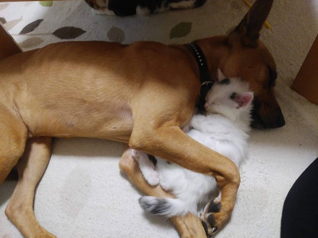 温かいワン、うれしいニャン