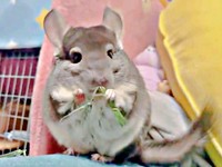 再び、受け取ったチモシーを折って食べ進めるプリンちゃん（画像提供：プリンさん）