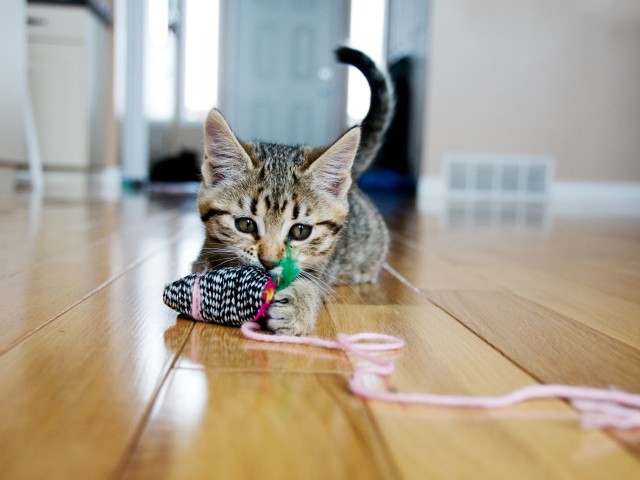 獣医師のツイッターに共感の声 猫のおもちゃ誤飲にご用心 犬 猫との幸せな暮らしのためのペット情報サイト Sippo