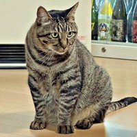 家での暮らしにすっかり慣れたタマちゃん（画像提供：Ari Mayaさん）