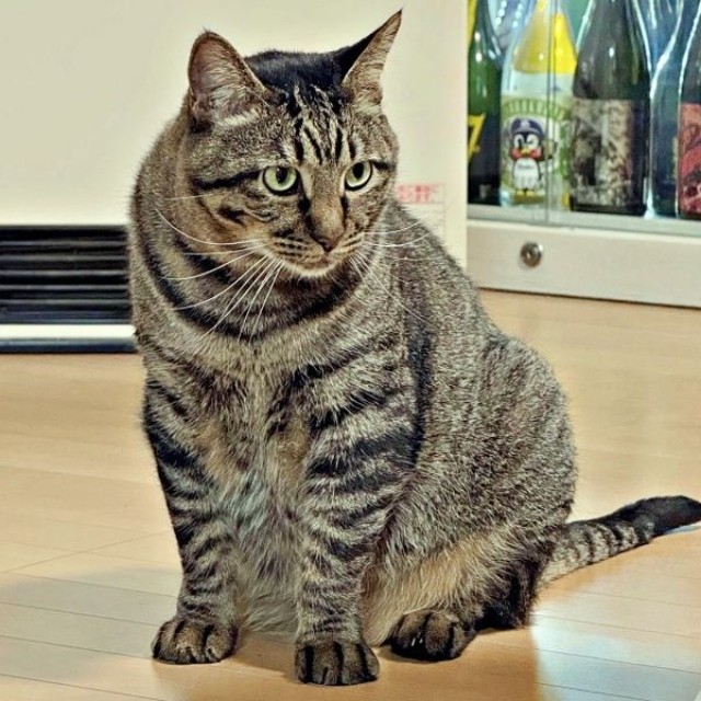 家での暮らしにすっかり慣れたタマちゃん（画像提供：Ari Mayaさん）