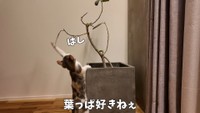 葉っぱに猫パンチを繰り出すおかゆちゃん（提供：おかゆ生活さん）