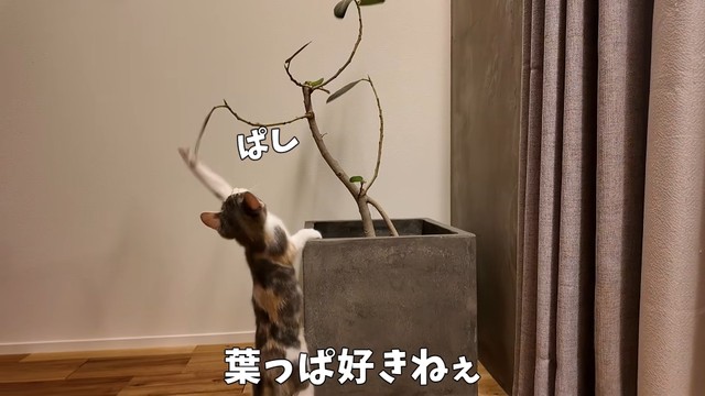 葉っぱに猫パンチを繰り出すおかゆちゃん（提供：おかゆ生活さん）