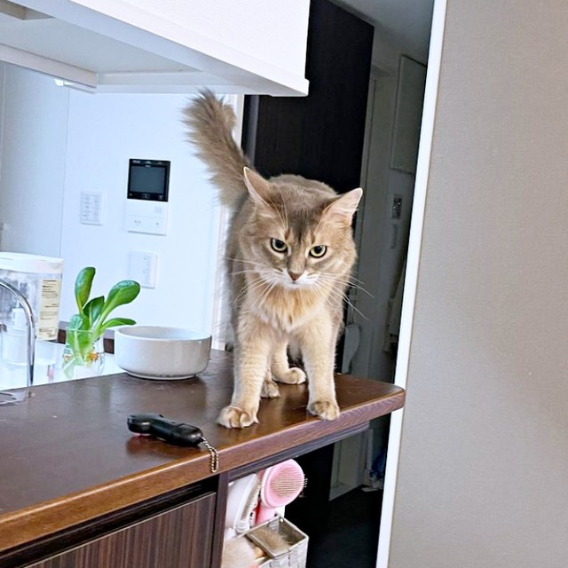 猫はなさん mqdefault.jpg