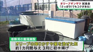 宮城・石巻　オリーブギンザケの試食会「さっぱりしてるのにコク」　ブランド化目指す