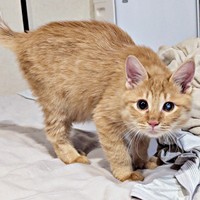 まん丸のおめめがキュートなぽわげくん（画像提供：ツナさん）