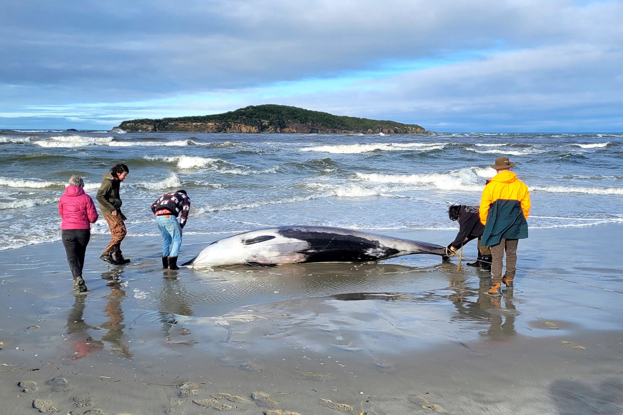 World’s rarest whale may have washed up on New Zealand beach, possibly ...