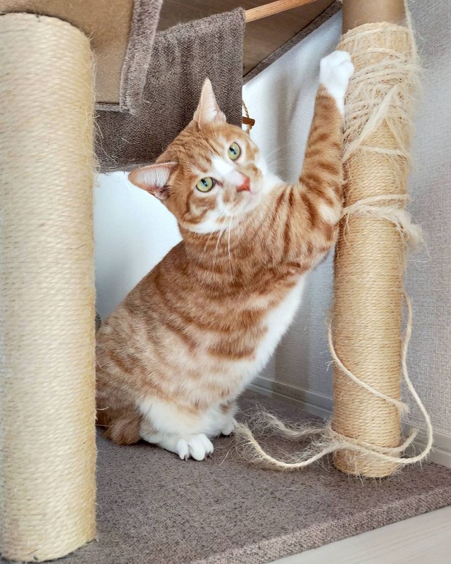 爪研ぎは、どれか１本を徹底的に